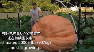 巨型南瓜生长过程的延时摄影（最后从907kg长到1125kg）