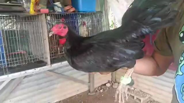 ok na pang derby guyyss