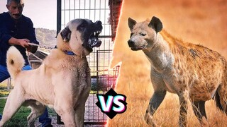 CHÓ KANGAL VS LINH CẨU | Con Nào Mạnh Nhất Và Giành Chiến Thắng | HKP