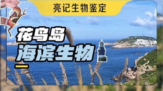 Cuối cùng cũng được ngắm biển phát quang rồi! Hội tụ sinh vật biển tại đảo Hoa Điểu, Chiết Giang