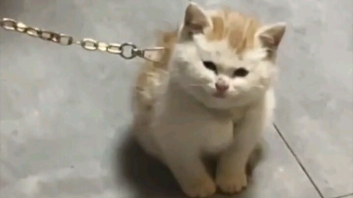 猫：你觉得我为什么会被栓起来