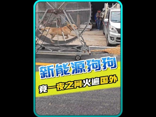 Đây mới là mệt bở hơi tai đúng nghĩa chứ? #DựÁnRaMắtThúCưngDễThương #HànhĐộngKhóHiểuCủaChó