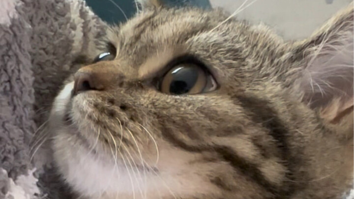 After holding for a long time, I just gave up trying to get free～