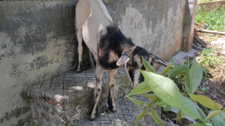 This sheep is such a handful!