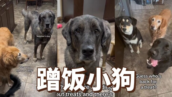 Chú chó hàng xóm ăn ké cơm nhà người ta. "Thưa quý cô, cháu có thể ăn cơm nhà cô được không, chỉ một