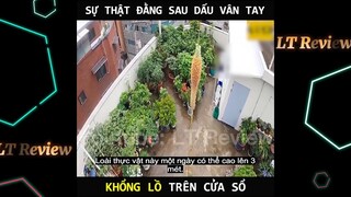 Loài cây sau một đêm cao thêm 3 mét, bí mật vân tay trên cửa kính | LT Review