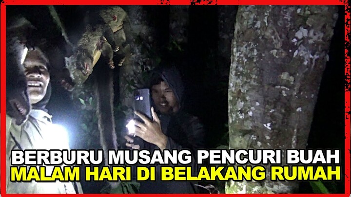 BERBURU MUSANG MALAM HARI MUSA PENCURI BUAH-BUAHAN WARGA