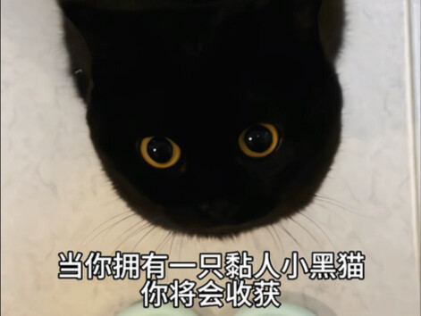 Saat kamu memiliki seekor kucing hitam kecil yang sangat manja, kamu akan mendapatkan—