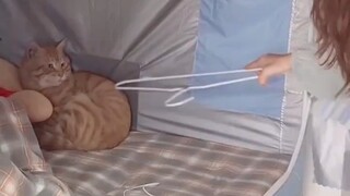 The cat is lying on the roommate's bed