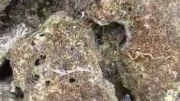 sea