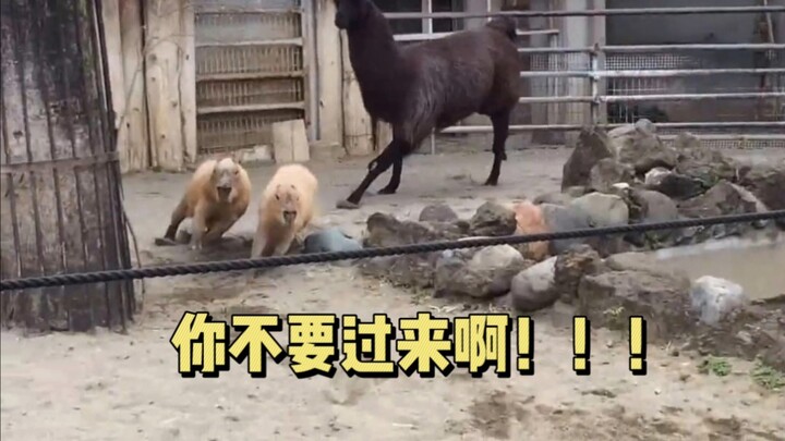 This is definitely the fastest Capybara has ever run...