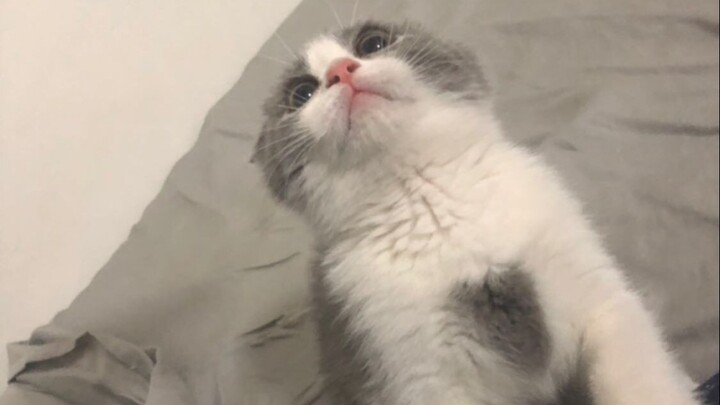 What It’s Like to Keep a Cat in a Guys’ Dorm Room | Episode 08