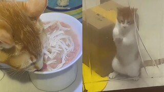I gave my pregnant cat a treat in the middle of the night, and the other cat couldn't get any, so sh