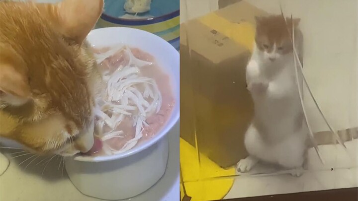 ฉันให้ขนมแมวที่กำลังตั้งครรภ์ของฉันตอนกลางดึก แต่แมวอีกตัวก็กินไม่ได้เลย เธอจึงข่วนกระจกและบ่นว่า "ม