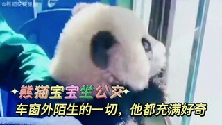 The baby panda riding the bus is just like a kindergarten kid on a school trip, full of curiosity ab