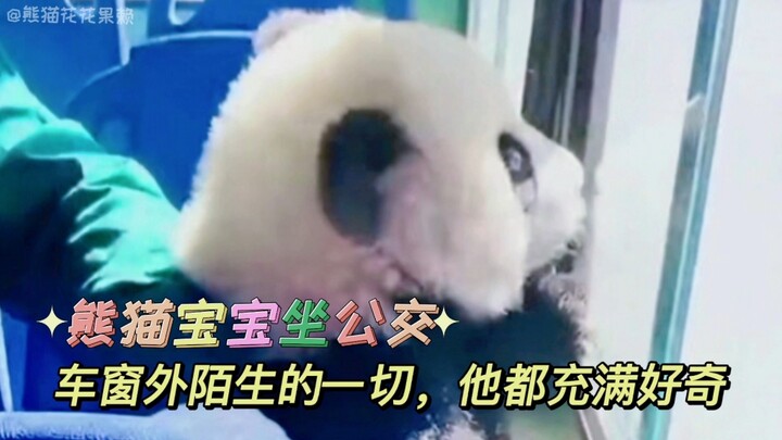 The baby panda riding the bus is just like a kindergarten kid on a school trip, full of curiosity ab