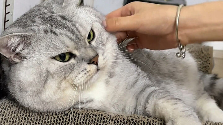 Aunt pinches the chubby cheeks of a big, strong kid