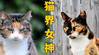 三花猫是猫界大美女？真的假的？