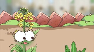 板蓝根青菜你吃过吗？