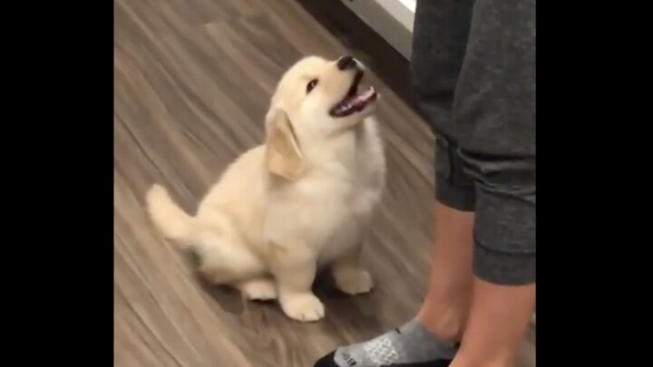 หนุ่มหล่อห้ามพลาด! ลูกหมาโกลเด้นตัวน้อยแสนน่ารักที่นั่งรอข้าวอย่างเชื่อฟัง!