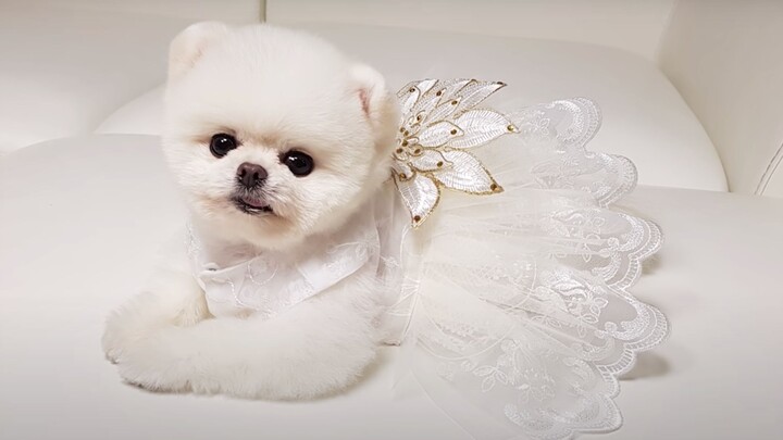 Pomeranian Cutie’s Growth Diary: From 2 Months to 1 Year | I Adopted a Pomeranian, but What Showed U