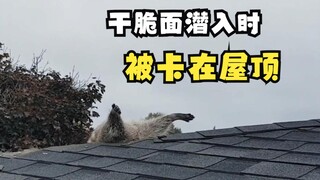 被卡住动物的搞笑画面！