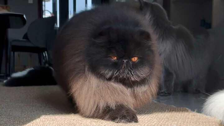 A Cat With a Natural “Godfather” Vibe