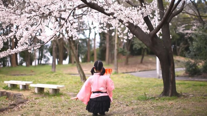[Ashitane Penta] Senbonzakura Dance Cover [Under the Cherry Blossoms] High-Quality + Mirror Version