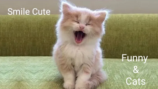 Funny & Cats - กระจกก็น่ากลัวเหมือนกันนะเนี่ย 24