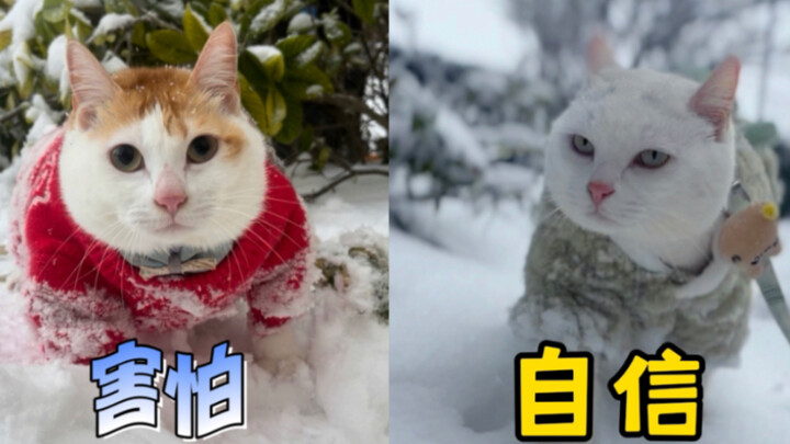แมวน้อยขี้เขินดูหิมะ VS แมวน้อยสุดมั่นดูหิมะ ฮาจนแทบหยุดหัวเราะไม่ได้