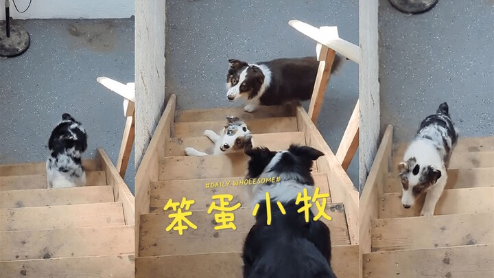 الغبي شياومو لا يعرف كيف يصعد الدرج 😂