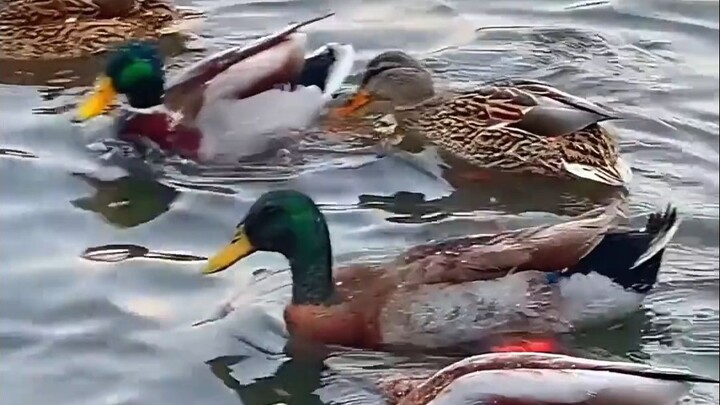 เนื้อเป็ดแบบนี้กินได้ไหม?