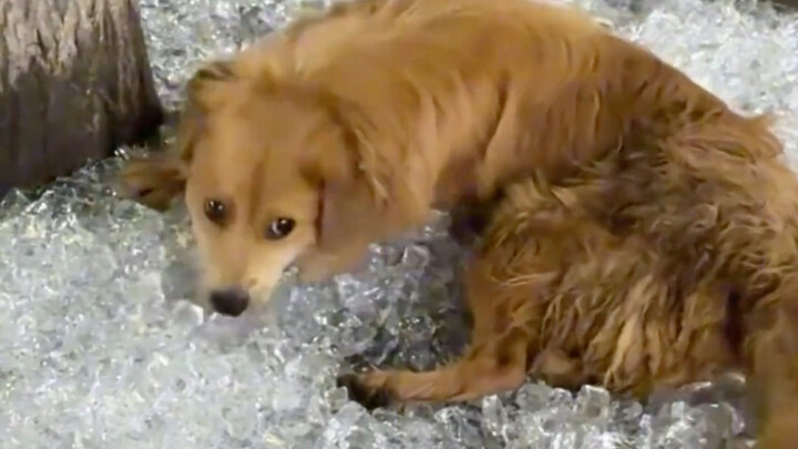 Leftover ice cubes meant for humans, yet they gave the little dog a whole paradise.