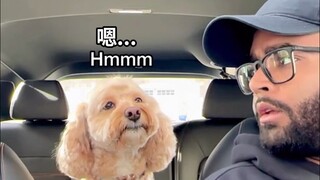 Chú chó biết làm toán ư? Nếu không phải lúc nào cũng nhanh chóng đưa gợi ý như vậy, thì tôi đã tin r