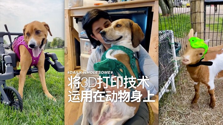 Applying 3D printing technology to animals