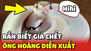 Chú rắn "GIẢ CHẾT" mỗi khi bị bắt, đặt luôn biệt danh Chúa Tể Diễn Xuất 😂 | Yêu Lu