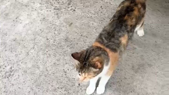 Cat: You don’t carry people on your back anymore, do you!