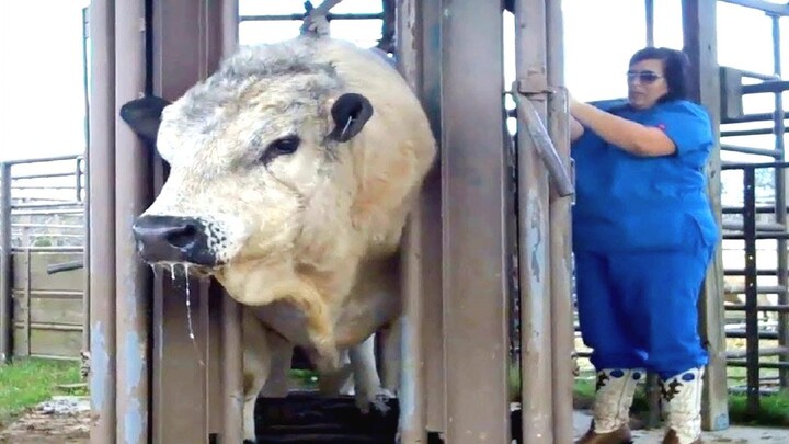 Amazing Cow Farm Modern Cow Milking Farming 奶场