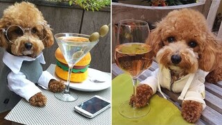 Funniest And Cutest Poodles Puppies Video 🧡 Watch And Enjoy Your Day | Pet Squad