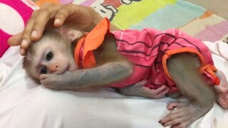 Baby monkey sleep on Nany