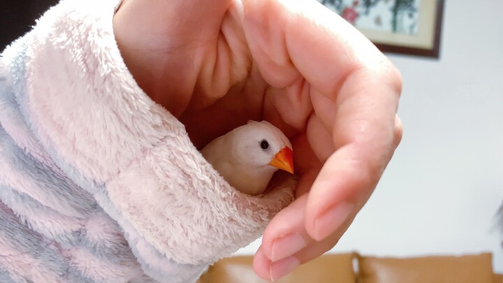 นกเพิร์ลสุดน่ารักทำรังซุกอยู่ในเสื้อผ้าเจ้าของเพื่อเรียกร้องความสนใจ…