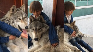 Serigala menyukai anak-anak🐺