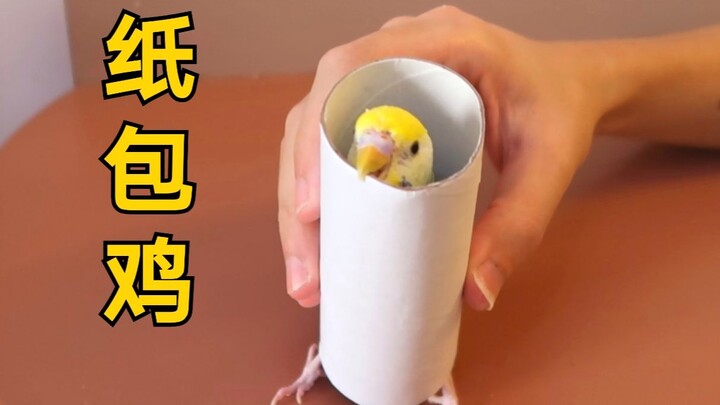 【Ayam dalam Kertas】Menggemaskan! Bermain permainan tabung kertas dengan burung beo~