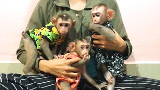 Three littles monkey eating pomegranate with mom