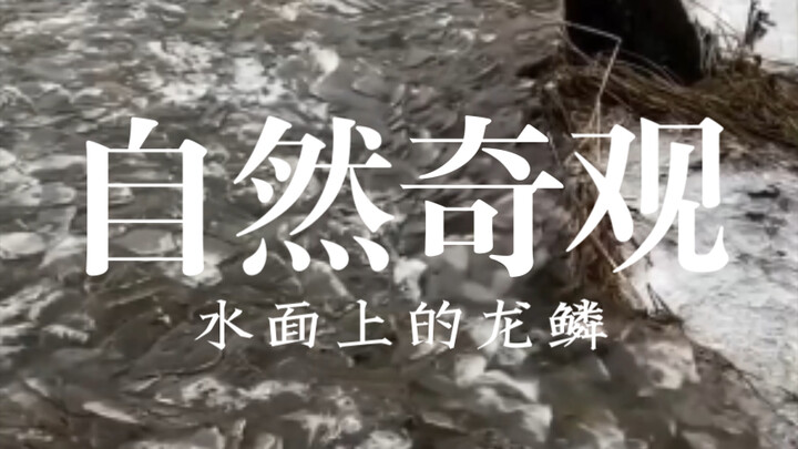 自然奇观：水面上的龙鳞