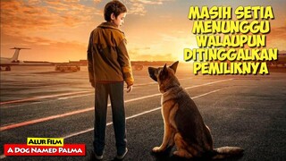 Kisah Kesetiaan Seekor Anjing Yang Menunggu Pemiliknya Datang | Alur Cerita Film A DOG NAMED PALMA