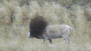 "ไอ้โง่นี่ โคตรเจ๋งจริงๆ"