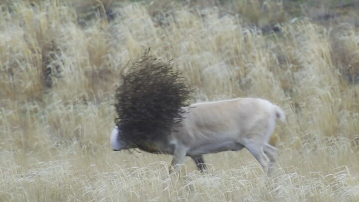 "ไอ้โง่นี่ โคตรเจ๋งจริงๆ"