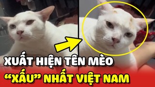 Đã tìm ra tên Mèo có gương mặt "XẤU XÍ" nhất Việt Nam 😂 | Yêu Lu