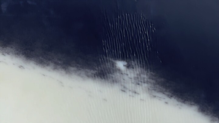 ฉันเดาว่าคุณต้องไม่เคยเห็นหูของวาฬเพชฌฆาตแน่ๆ!